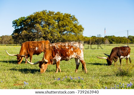 Texas longhorn cattle grazing in a field on a ranch in the Texas Hill Country.