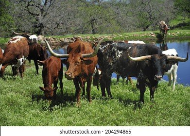 Texas longhorn cattle grazing on green pasture
