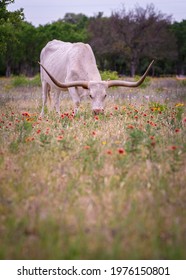 Texas Longhorn Cattle Grazing Wildflowers Stock Photo Shutterstock