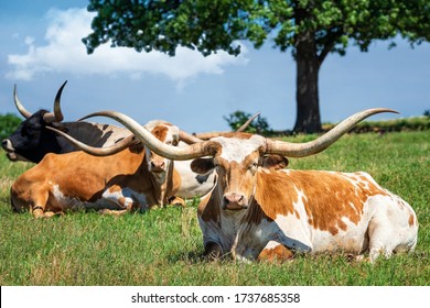 Texas Longhorn Cattle Lying Down In The Spring Pasture