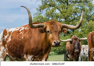 Texas longhorn cattle on pasture, closeup