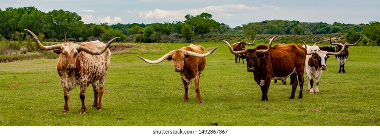 Texas longhorn cattle on a ranch near Woodward Oklahoma