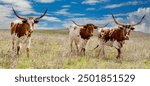 Texas longhorn cattle in a pasture in the Oklahoma panhandle.