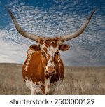 Texas longhorn cattle in a pasture in the Oklahoma panhandle.