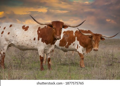 Texas longhorn cattle in a pasture in the Oklahoma panhandle.