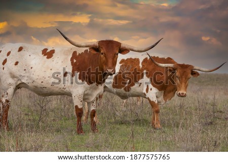 Texas longhorn cattle in a pasture in the Oklahoma panhandle.