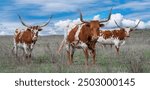 Texas longhorn cattle in range land on the Oklahoma panhandle, about 50 miles west of Woodward.