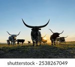 Texas Longhorn Cattle at Sunset: A Majestic Scene