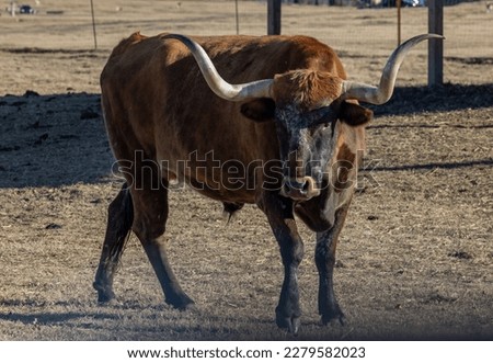 Texas longhorn cow. The Longhorn cow is an American breed of beef cattle, characterized by its long horns, which can span more than 8 ft (2.4 m) from tip to tip. 