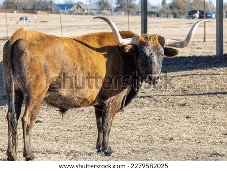 Texas longhorn cow. The Longhorn cow is an American breed of beef cattle, characterized by its long horns, which can span more than 8 ft (2.4 m) from tip to tip. 