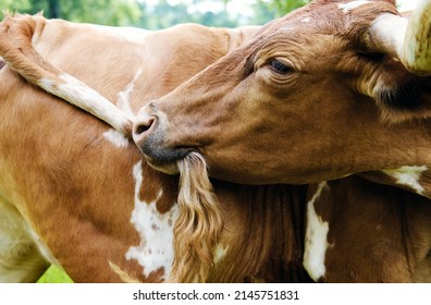 Texas Longhorn Cow Chewing Tail To Scratch Itch Closeup.