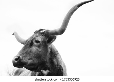 Texas longhorn cow close up of head isolated on white background with copy space.
