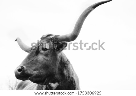 Texas longhorn cow close up of head isolated on white background with copy space.