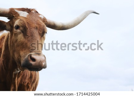 Texas longhorn cow close up looking at camera for cattle portrait, copy space on sky background.