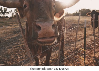 Texas Longhorn Cow Closeup On Farm, Sunset In Background.