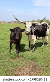 136 Texas Longhorn Female Images, Stock Photos & Vectors 