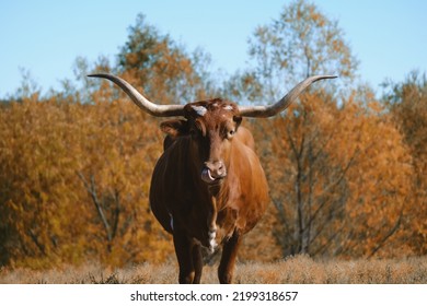 Texas Longhorn Cow During Fall Season On Farm With Orange Autumn Color Background For Animal Portrait.