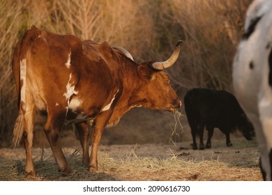 Texas Longhorn Cow Eating Hay With Cattle Herd During Sunset On Farm.