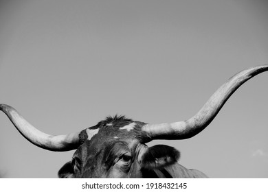Texas longhorn cow eyes peeking with big horns in black and white, copy space on background.
