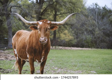 Texas Longhorn Cow With Funny Face On Farm, Copy Space On Meadow Background.