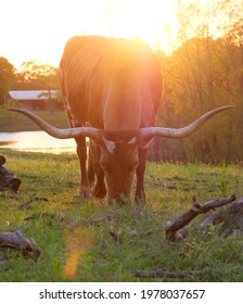 Texas Longhorn Cow Grazing In Farm Countryside At Sunset.