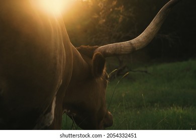 Texas Longhorn Cow Grazing In Glow Of Farm Sunset.