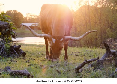 Texas Longhorn Cow Grazing In Scenic Farm Field At Sunset.