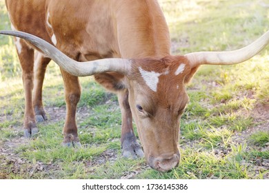 Texas Longhorn Cow Grazing At Sunset Close Up.