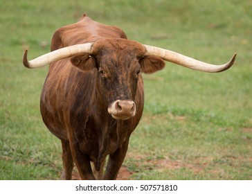 Texas Longhorn Cow In Green Pasture