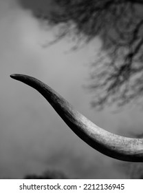 Texas Longhorn Cow Horn Isolated On Smoke Background In Black And White.