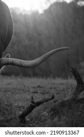 Texas Longhorn Cow Horn With Sunset Of Summer Field In Background.