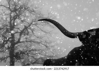 Texas Longhorn Cow Horn In Winter Snow Weather.