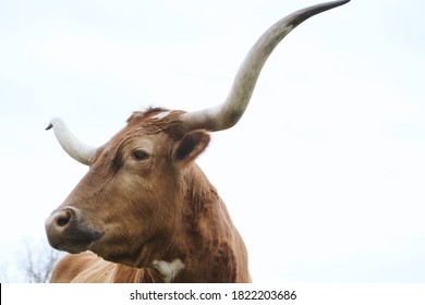 Texas longhorn cow isolated on white sky background.