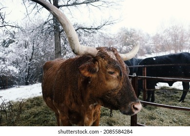 Texas Longhorn Cow With Large Horns In Winter Snow On Cattle Farm Closeup With Selective Focus.