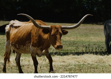 Texas Longhorn Cow With Large Horns Closeup On Farm.