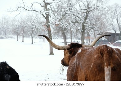 Texas Longhorn Cow Looking Away Over Winter Snow.