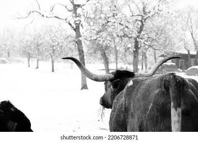 Texas Longhorn Cow Looking Away Over Snow In Landscape During Winter Weather On Farm.