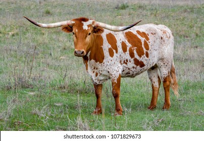 A Texas Longhorn Cow In A Pasture In The Oklahoma Panhandle.