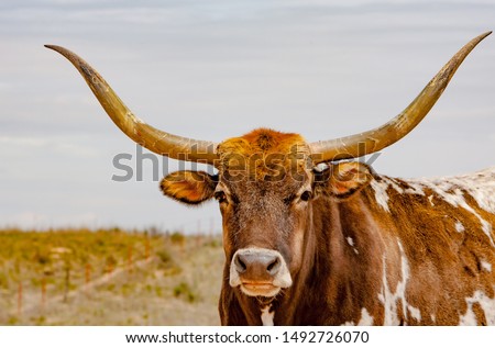 a Texas longhorn cow in a pasture in the Oklahoma panhandle.