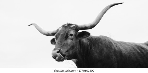 Texas Longhorn cow portrait closeup with horns, isolated on white background.