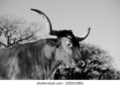 Texas Longhorn Cow Portrait Closeup In Black And White.