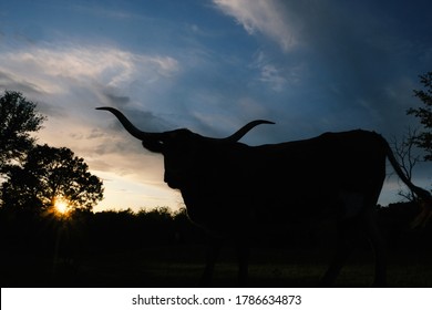 Texas longhorn cow silhouette with moody blue night sky in background.