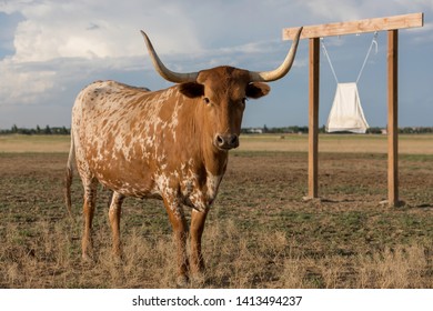 Texas Longhorn Cow Standing In A Field At Sunset