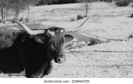 Texas Longhorn Cow In Winter Snow Closeup On Farm During Season.