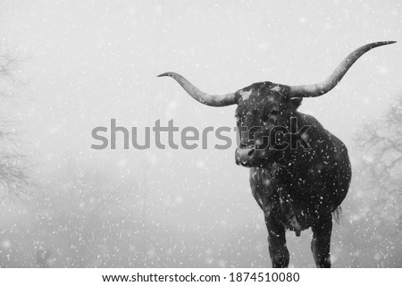 Texas longhorn cow in winter snowing background for season on farm in black and white.