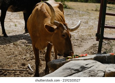 Texas Longhorn Eating Watermelon On Farm Closeup.