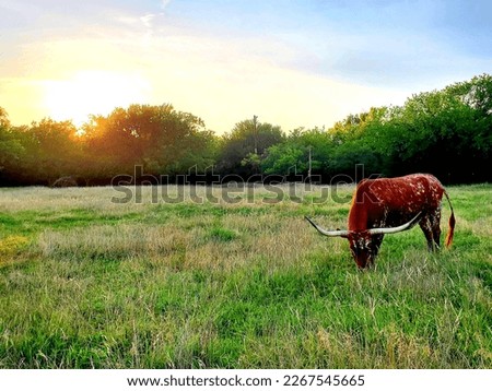 A Texas Longhorn grazing in the field at sunset. 