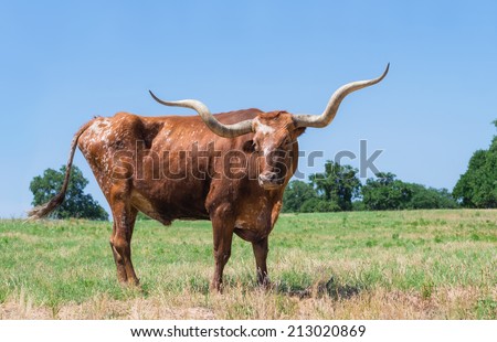 Texas longhorn grazing on green pasture. Blue sky background with copy space.