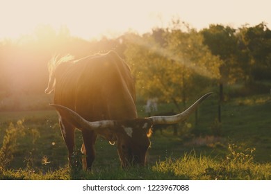 Texas Longhorn Grazing In Peaceful Pasture During Sunset.