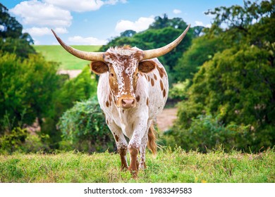 Texas Longhorn grazing in the summer pasture